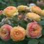 Rožė (Rosa) 'Rosomane Janon'